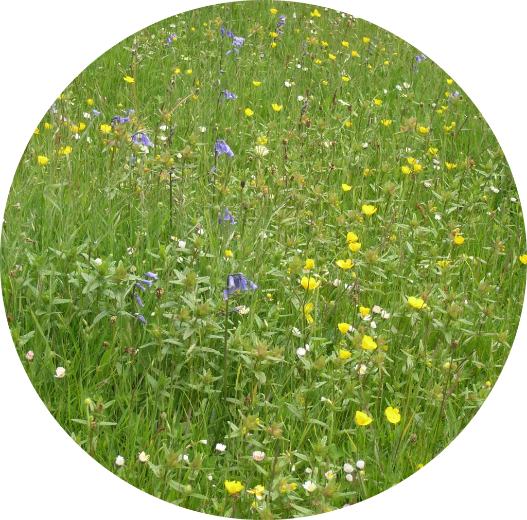 wildflower meadow